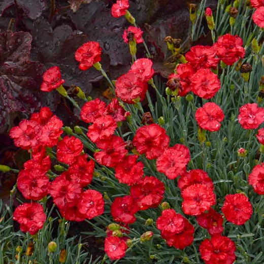 Dianthus 'Frosty Fire', Pink 'Frosty Fire', Frosty Fire Pink, Red Flowers, Red Dianthus